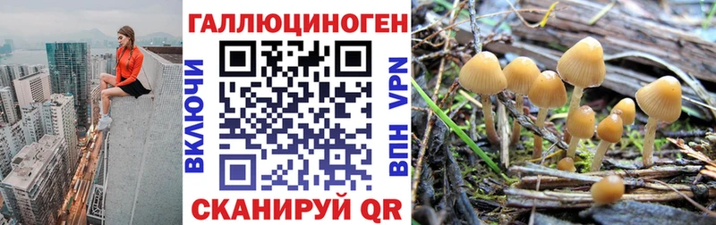 Галлюциногенные грибы Psilocybe  купить закладку  Борзя 